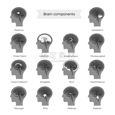 绘画插图,矢量,脑,计算机部件,生物学,有序,健康保健,中脑,半球体,背景分离