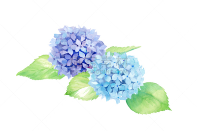 八仙花属,绘画插图,矢量,脉搏图,数字2,水彩画,水彩画颜料,背景分离,品红色,花