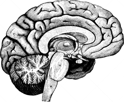 脑,肺叶,白色,矢量,半球体,图像,枕叶,雕刻图像,神经系统,复古
