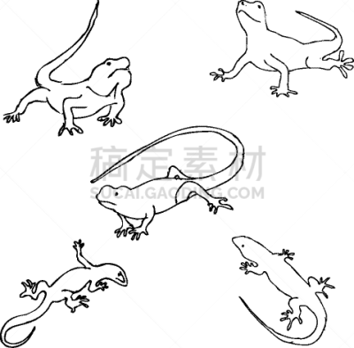 蜥蜴,草图,铅笔画,华丽的,野生动物,铅笔,动物,手写,绘制