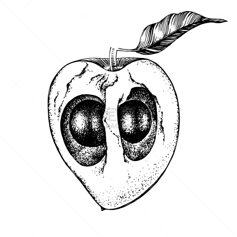 hand drawn half lucuma fruit