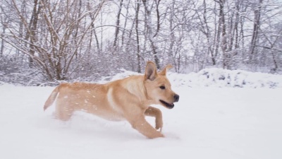 雪中奔跑的小狗