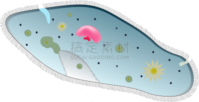 草履虫,生物学,纤毛,微生物学,显微镜,大规模的放大,泰国,细胞,小的,纤毛虫
