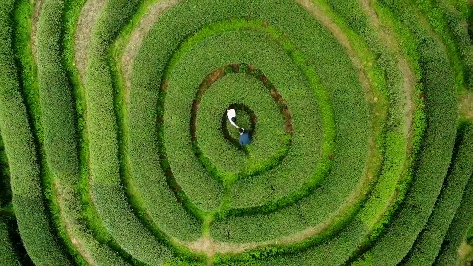 空中茶叶背景