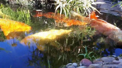 日本鲤鱼在水中，日本KOI鲤鱼漂浮在装饰性池塘中。花式鲤鱼或锦鲤是红色，橙色，白色。装饰亮丽的鱼漂浮在池塘里