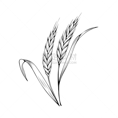 绘画插图,彩色书,小麦,矢量,小穗,农业,蔬菜,篮子,大麦,空的
