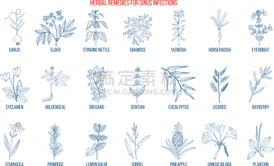 偏好,窦,草药,生物学,健康保健,药,甘草糖,环境,Eyebright