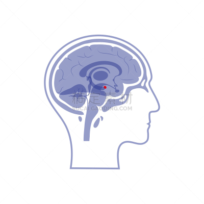 杏仁核,绘画插图,矢量,分离着色,生物学,有序,健康保健,侧面,半球体,背景分离