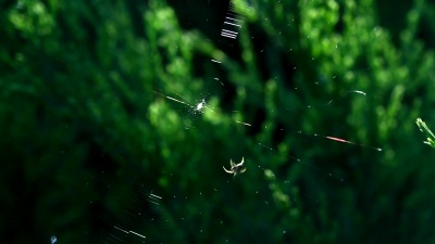 蜘蛛在阳光明媚的日子里在黑暗的背景下织网