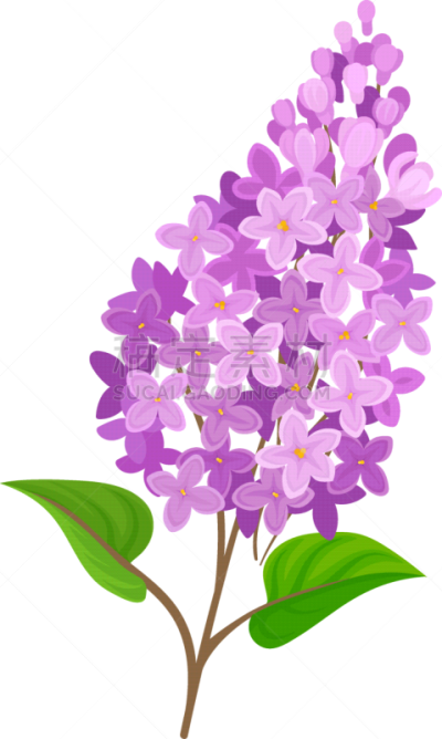 紫色,花朵,枝,华丽的,清新,植物群,自然美,调味品,装饰物,花
