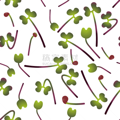 红球甘蓝,秧苗,种子,蔬菜,素食,清新,环境,维生素,抗炎,植物群