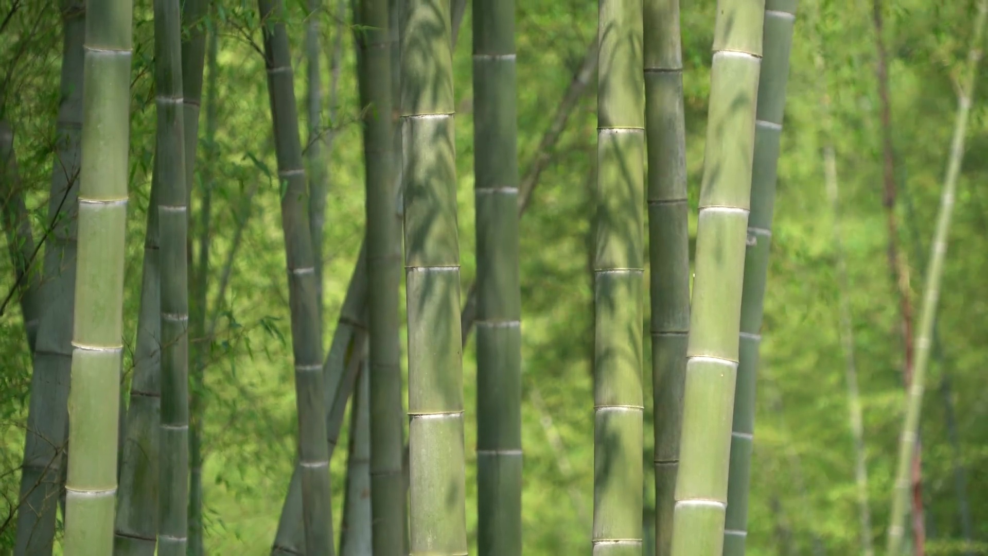 竹林