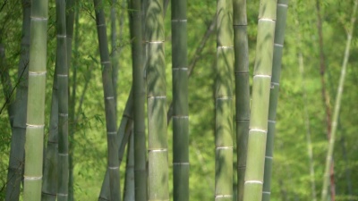 竹林