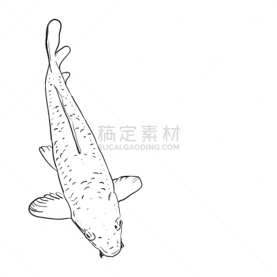鲤鱼,锦鲤,草图,乱画,白色背景,矢量,黑色,轮廓,锦缎,户外