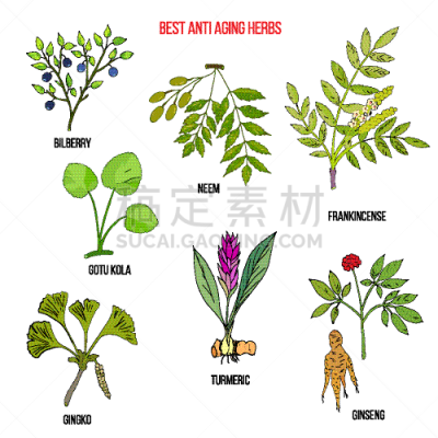 草本,乳香,茶,自然,药,图像,蓝莓,人参,收集,生病