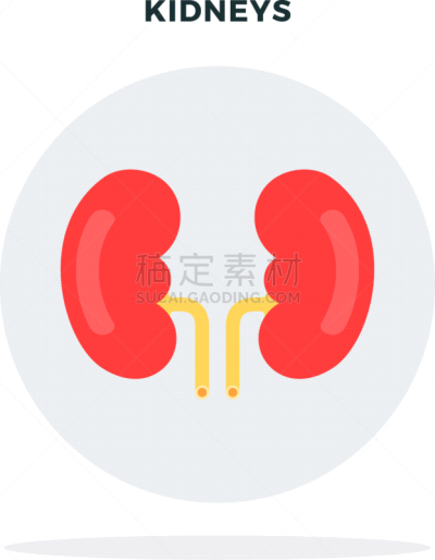 分离着色,圆形,人类肾脏,平坦的,灰色,白色,生物学,人体解剖学,健康保健,人