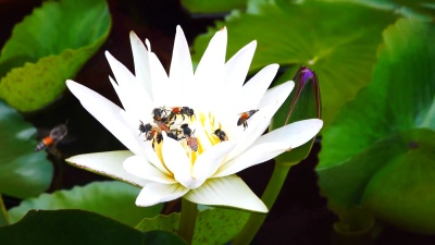 白莲花上的蜜蜂