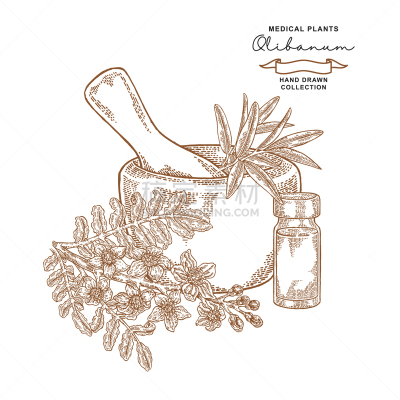 olibanum tree branch with flowers medical plants