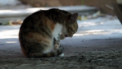 野生动物视频