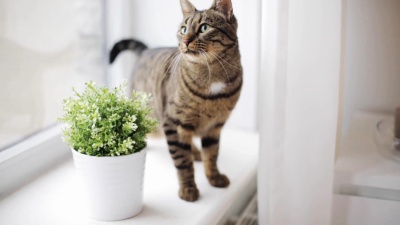 窗台上的猫在家中闻到花盆里的花香