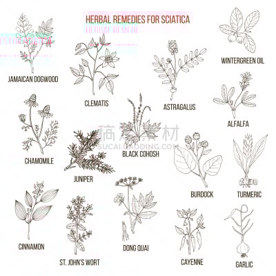 坐骨神经痛,草药,生物学,有机食品,自然,健康保健,草本,药,有疣的,生病
