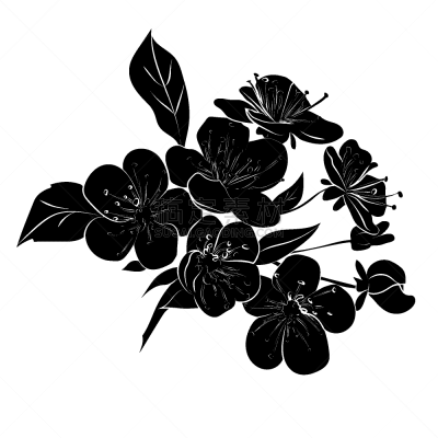 嫩枝,樱桃树,传统,樱桃,自然美,植物,李子,花,剪影