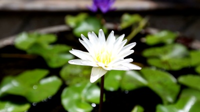 白睡莲