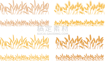 条纹,植物群,谷类食品,动物耳朵,分离着色,农业,轮廓,白色,大麦,挥手