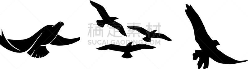 鸟类,白色背景,图标,式样,艺术,自然,野生动物,收集,设计