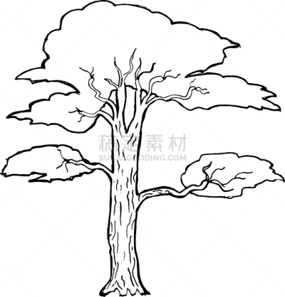 金合欢树,分离着色,自然,图像,植物群,枝,叶子,矢量,格林伍得,植物