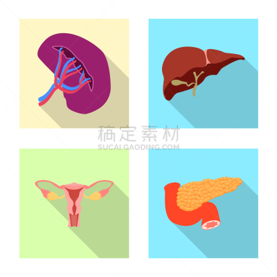 人,标志,人类的生殖器官,卵巢,胆囊,内分泌系统,设计,布置