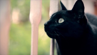 黑猫肖像