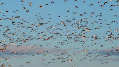 Caludron of Snow Gese and Ducks over Bosque del Apache NWR