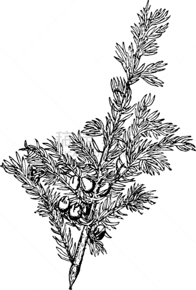 刺柏属丛木,白色,矢量,水果,图像,雕刻图像,充满的,枝,黑色,复古