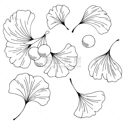 植物,绘画插图,白色,矢量,黑色,插画,分离着色,银杏,华丽的,一个物体