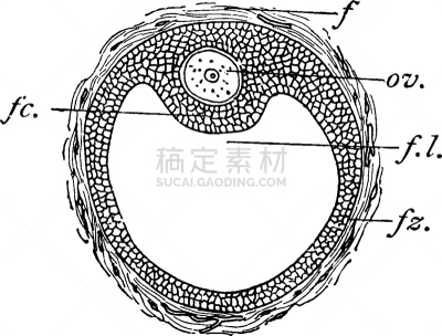 卵子,哺乳纲,白色,矢量,图像,雕刻图像,黑色,复古