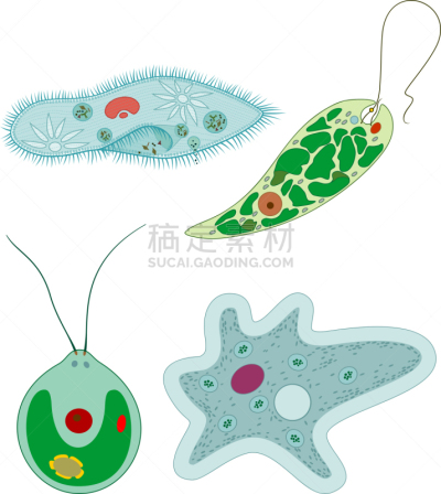 衣藻,原生动物,尾草履虫,单细胞生物,阿米巴,薄肌眼虫,生物学,微生物学,细胞质,背景分离