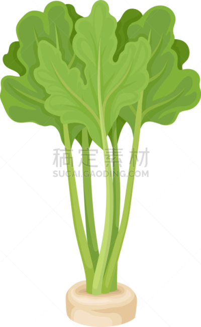 荷兰防风草,根部,绿色,陆地,农业,华丽的,蔬菜,素食,清新,烹调