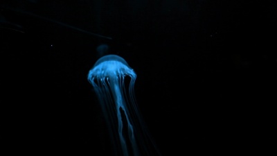 水母鱼-视频