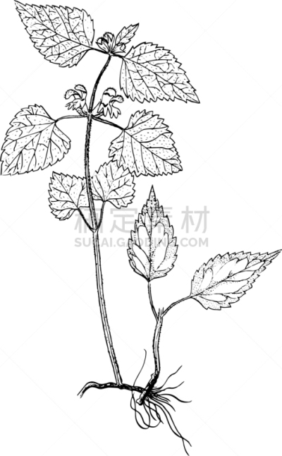植物学,草图,自然,图像,唇形科,被子植物,矢量,分离着色,复古