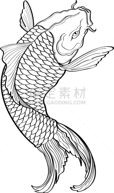 锦鲤,矢量,水栖哺乳动物,图像