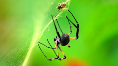 Nephila inaurata-留尼旺岛