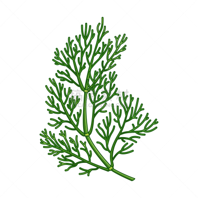 香料,莳萝,绘画插图,矢量,植物学,生物学,清新,一个物体,背景分离,多样