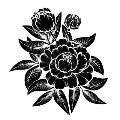 玫瑰,枝,背景分离,植物,夏天,草图,绘画插图,轮廓,牡丹,自然