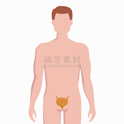 男人,健康保健,膀胱,盆底,生物学,信息图表,人,白色背景,剪影