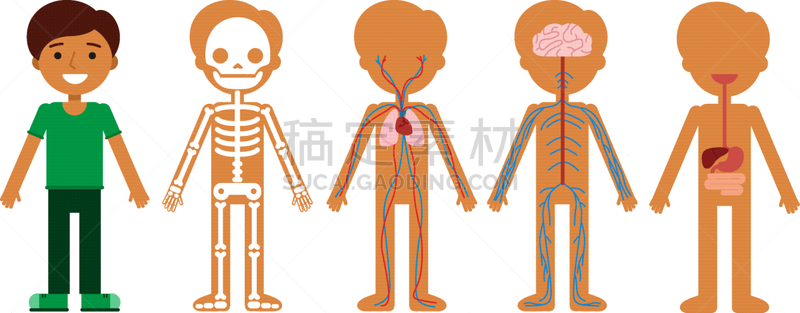 生理学,心血管系统,男孩,生物学,健康保健,人,图像,教育