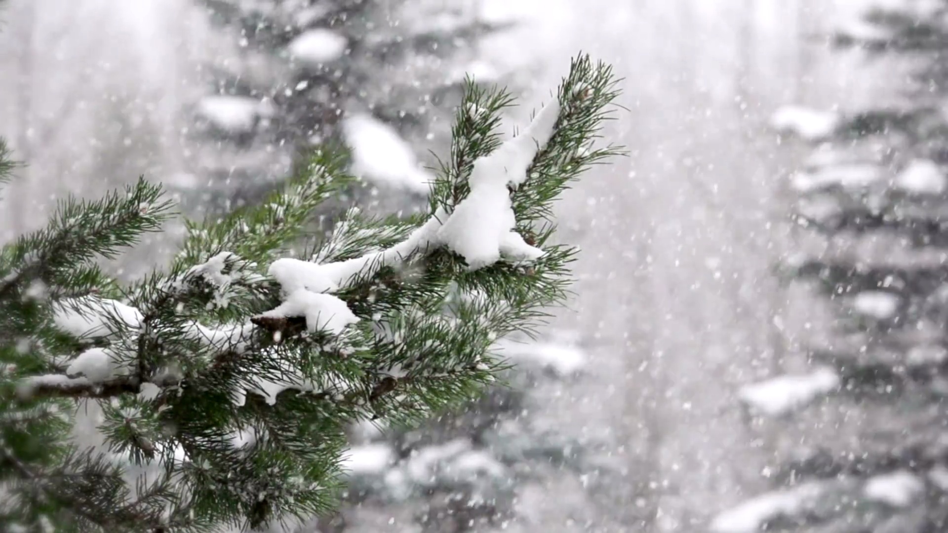 森林中飘落的雪