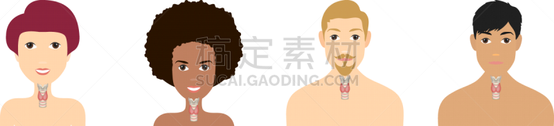 甲状腺,生物学,健康保健,分泌细胞,下丘脑,女人,图表,建造物,阴谋