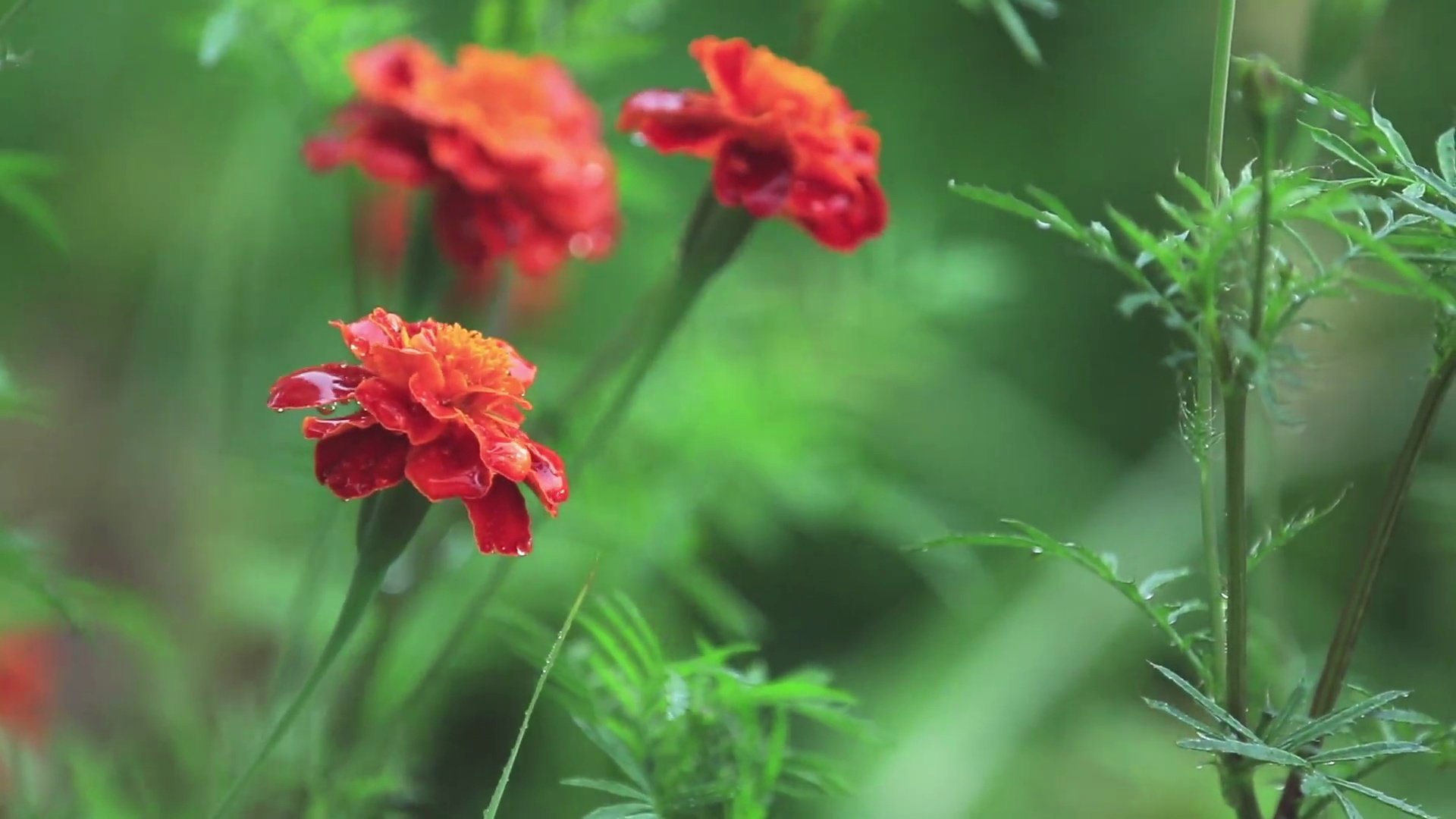 花园里美丽的橙红色花和水滴。淋浴雨中的万寿菊，特写，动态场景，色调视频，50fps