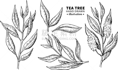 分离着色,茶树,自然,健康保健,草本,铅笔,图像,复古,树,画画